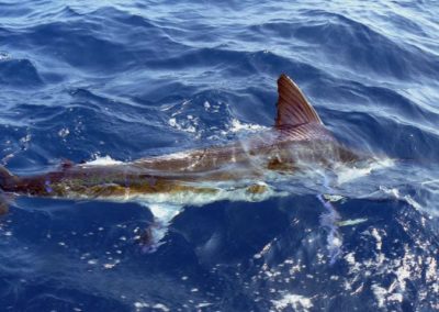 Capullo sportfishing fishing licenses