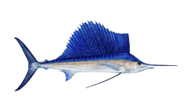 fish of Tamarindo sailfish
