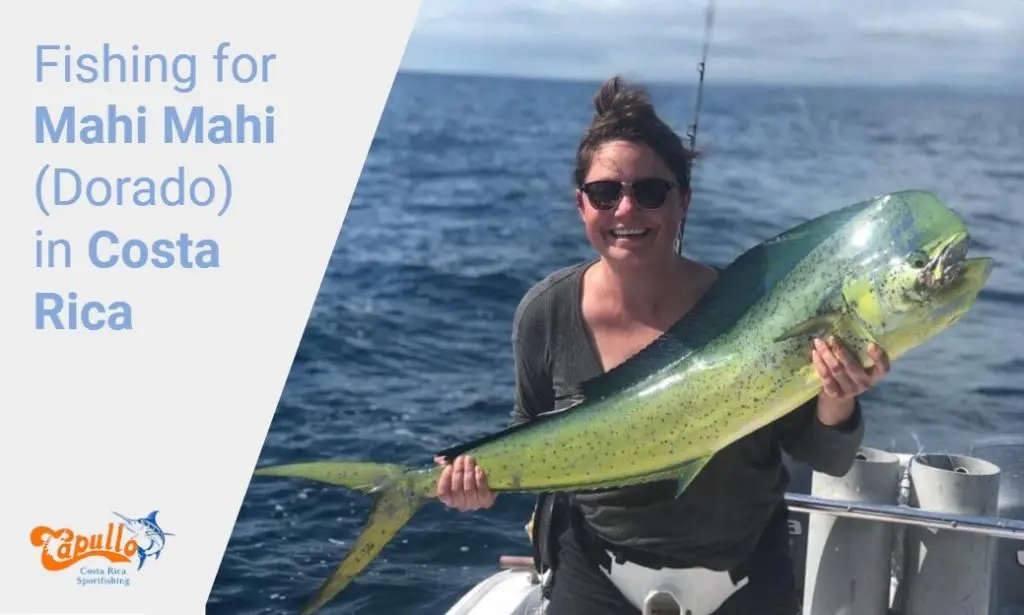 Mahi Mahi Fish: Catching and Understanding Mahi Mahi Fishing in