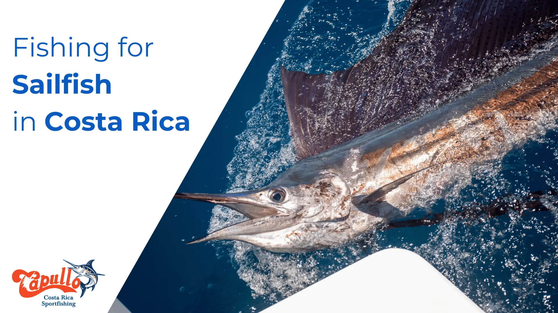 Sailfish: Catching and Understanding Sailfish Fishing in Costa Rica 2023 -  Capullo Sport Fishing