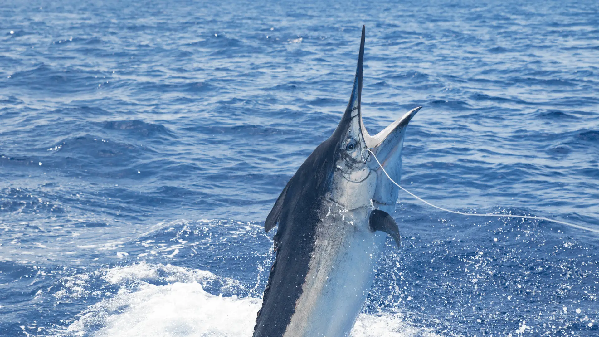 Marlin Fish: Catching and Understanding Marlin Fishing in Costa
